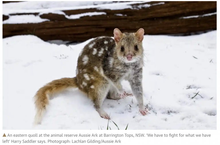 Eastern Quoll in the snow